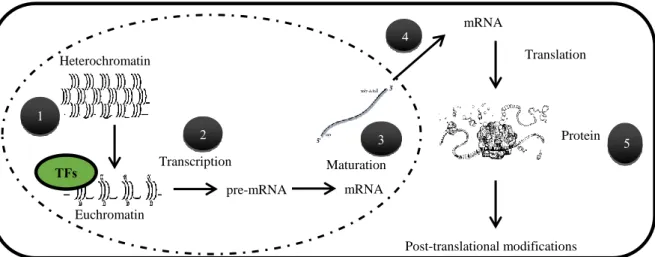 Fig 12. Regulation levels from chromatin to proteins. (1) Chromatin compaction state can allow or avoid the access  of proteins (transcription factors or transcriptional  machinery)