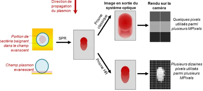 Figure 2.10  Comparaison entre la SPRI à prisme OC et la SPRI à prisme  OR pour imager  une bactérie 
