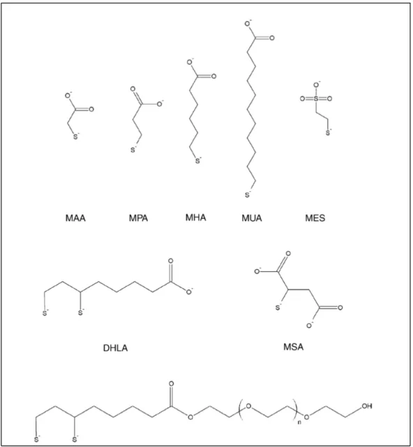 Figure 1-6. Commonly used thioalkyl acid ligands for aqueous solubilization of QDs: mercaptoacetic acid (MAA), mercaptopropionic  acid  (MPA),  mercaptohexanoic  acid  (MHA),  mercaptoundecanoic  acid  (MUA),  dihydrolipoic  acid  (DHLA),  mercaptosuccinic