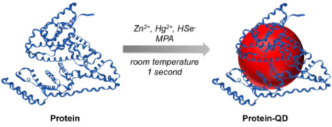 Figure 1-10. One-step synthesis of protein-functionalized NIR emitting Zn x Hg 1-x Se QDs using Zn 2+ , Hg 2+ , and HSe -  ions as precursors  in aqueous solution and MPA and the protein as ligands