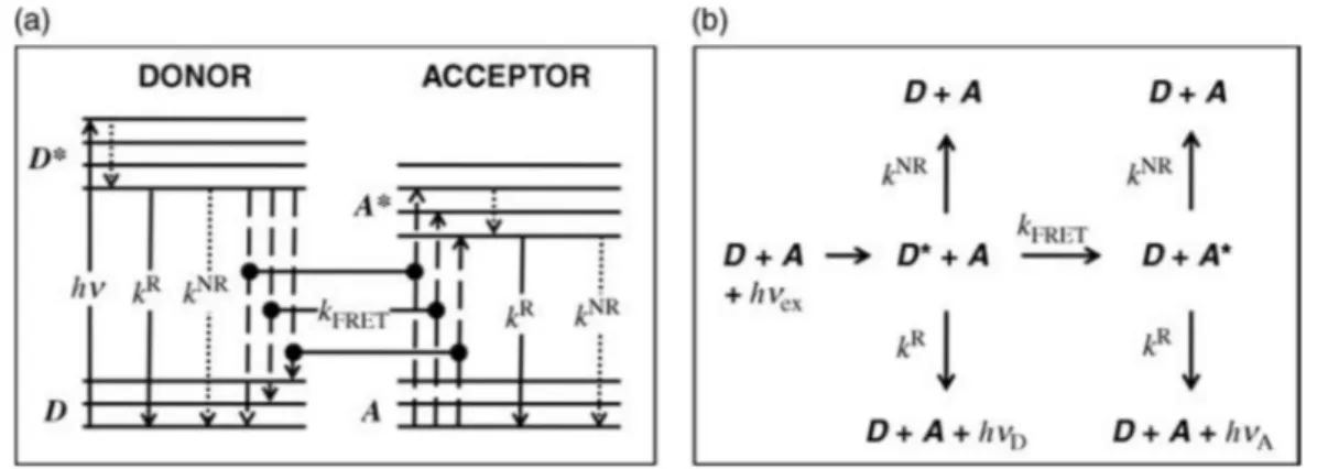 Figure 1-16. Principle of donor / acceptor interaction in FRET. (a) Simplified energy-level diagram (Jablonski diagram) representing  the excitation of the donor (hv)  from an electronic ground state (D) to an excited state (D*), subsequent inner relaxatio