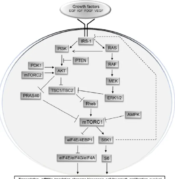 Figure 8: Scheme of the mTOR pathway 