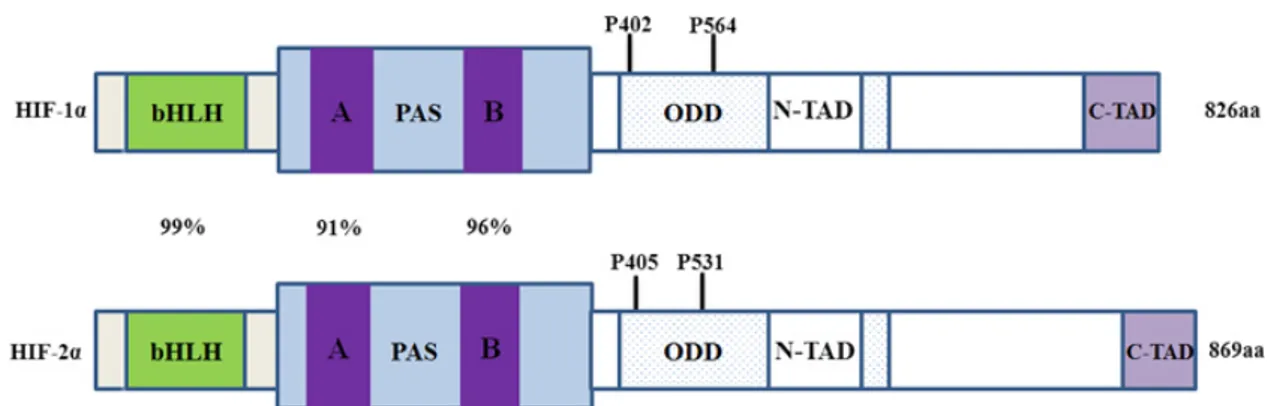 Figure  10: The structural domains of HIF-1α  and  HIF-2α.Both of them contain basic  helix-loop-helix (bHLH), per-Arnt-SIM (PAS), oxygen-dependent degradation domain (ODD)  and C-terminal transactivation domains (CADs)