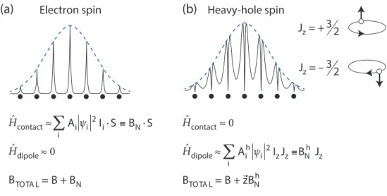 Figure 2.1: The probability density of (a) electron spin and (b) HH spin confined in a InGaAs quantum dot (black solid line)