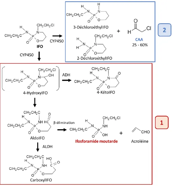 Figure 45 - Schéma simplifié du métabolisme hépatique de l'IFO : 1) La  voie d’activation : 4-hydroxylation 2) La  voie de désactivation : N-déchloroéthylation
