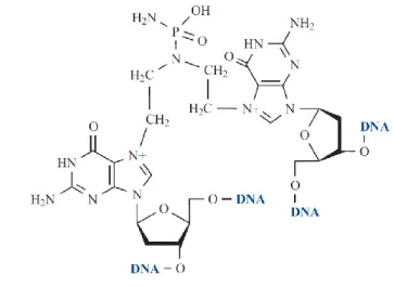 Figure 47 - Structure chimique d’un pontage inter ou intra-brin par réaction de l’IPM sur les bases G de l’ADN