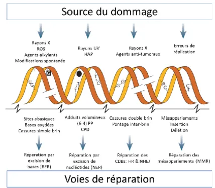 Figure 5 - Les principaux types de lésions de l’ADN &amp; les voies de réparation (adaptée de Hoeijmakers, 2001) 
