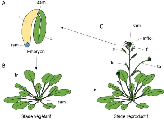 Figure  Intro.    1 .  Architecture  d’ Arabidopsis.  (A)  Schéma  d’embryon  d’ Arabidopsis
