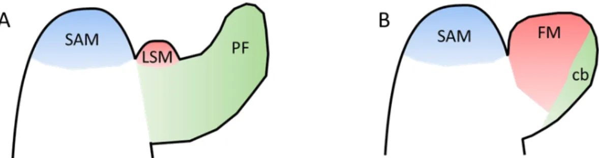 Figure Intro.  2. Organisation des entre- nœuds avant et après la transition florale.  Les  organes  latéraux  sont  initiés  sur  les  flancs  du  SAM