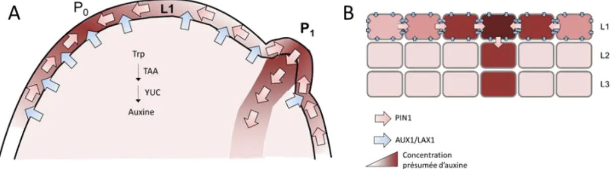 Figure  Intro.    4.  La  création  de  maxima  d’auxine  contrôle  la  phyllotaxie .  (A)  Représentation schématique des flux d’auxines dans l’inflorescence