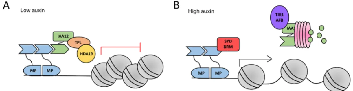 Figure Intro.  5 . Activation des gènes de réponse à l’auxine.  (A) MP (bleu) lie l’ADN en  dimère