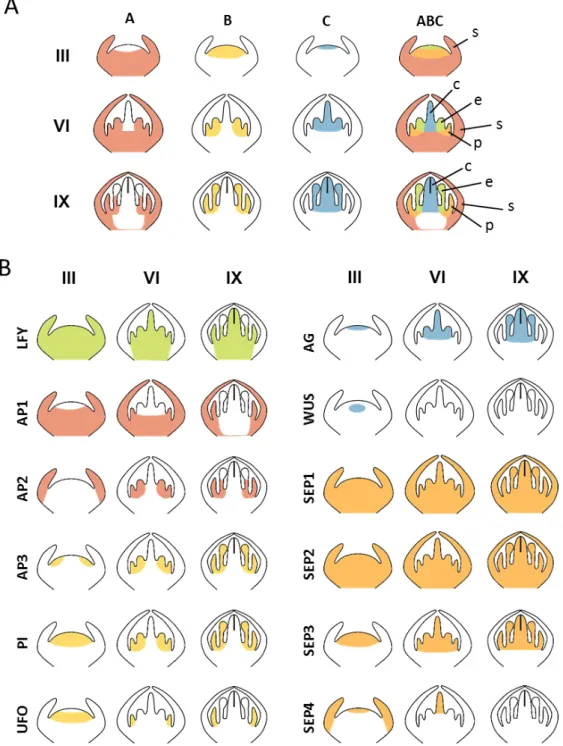 Figure  Intro.    8  .  Spécification  des  organes  floraux  par  les  gènes  ABCE.  Profils  d’expression des activités A (rouge), B (jaune), C (bleu) et des trois activités combinées (A)  ou des gènes individuels (B) dans des fleurs de stade 3, 6 et 9