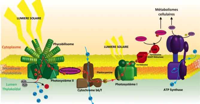 Figure    26   :    Chaîne    de    transfert    d’électrons    et    la    photophosphorylation        autour   du   processus   de   photosynthèse   chez   les   cyanobactéries      