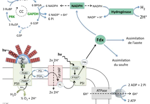 Figure   37   :   Schéma   général   de   la   photosynthèse   et   du   cycle   de   calvin   H2           Régulateur   redox   
