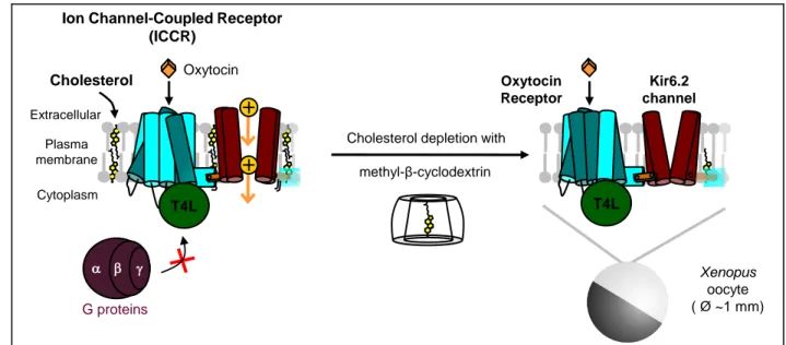Figure 1. Functional  characterization of cholesterol-dependence of G protein-coupled  receptor with the 