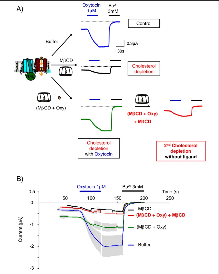 Figure 7.  Bound  cholesterol  molecules  are preserved  from  depletion  by  ligand-bound  receptor