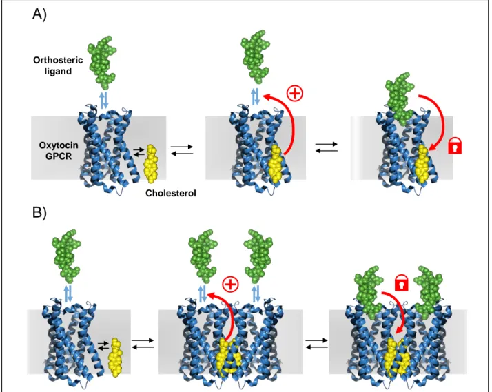 Figure 9.  Monomeric and dimeric models of cholesterol sequestration by ligand-bound  OXTR