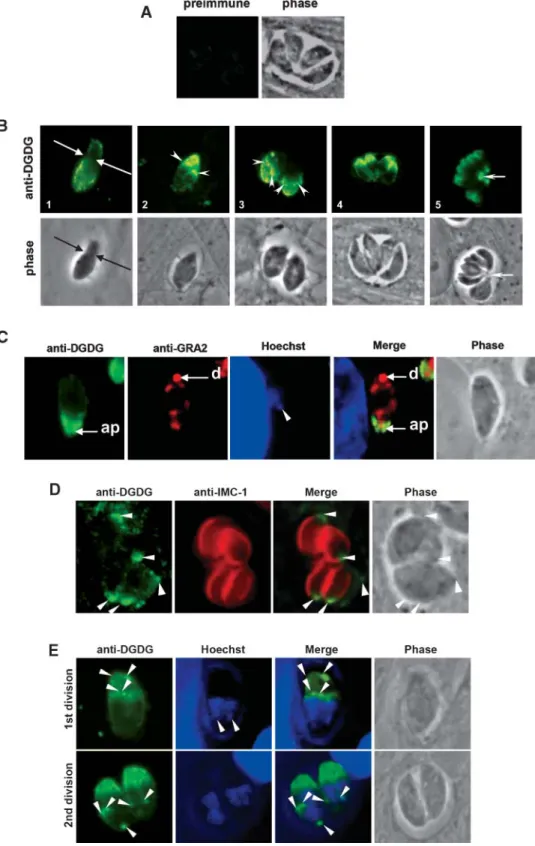 Fig. 4. Immunolocalization of DGLE in intracellular parasites. A: Immunostaining of intracellular parasites with preimmune serum