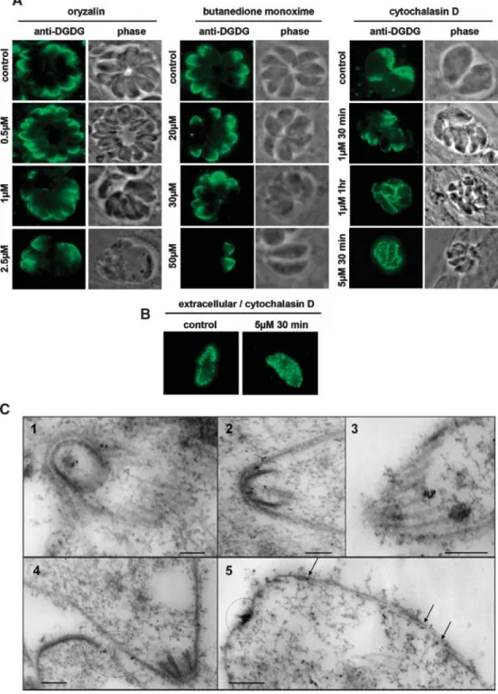 Fig. 5. Analysis of the relation between DGLE pellicle membrane domains and the T. gondii cytoskeleton