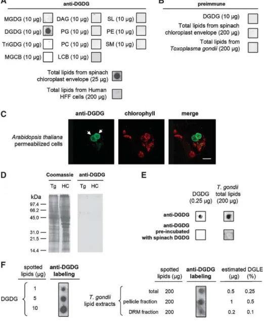 Fig. 1. Immunoblot analyses of lipid standards and T. gondii lipid extracts using rabbit anti- anti-digalactosyldiacylglycerol (DGDG) polyclonal antibodies