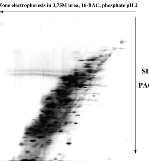 Figure 3: separation of membrane proteins by double zone electrophoresis 