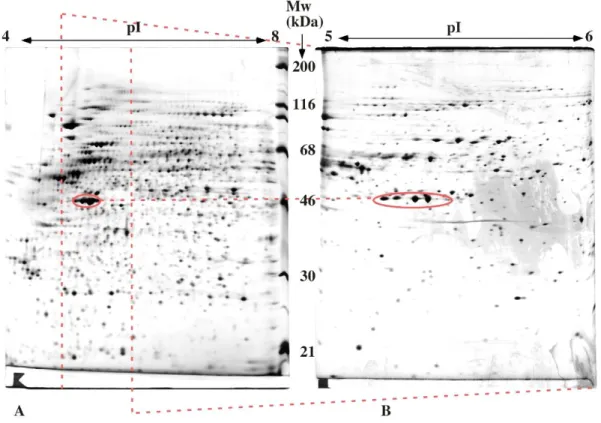 Figure 2: increase in resolution with narrow pH gradients 