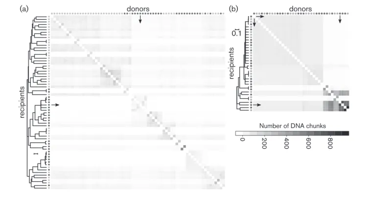 Fig. 4. Inference of genetic fluxes within P. syringae populations. Co-ancestry matrices were determined by Chromosome Painting and fineSTRUCTURE for phylogroups 1a (a) and 2d (b)