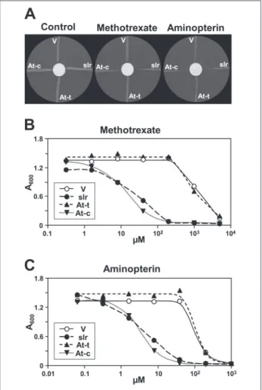 FIGURE 4. Evidence that the At2g23040 protein is targeted to chloroplasts. A, tran- tran-sient expression inArabidopsis protoplasts of GFP fused to the C terminus of At2g32040 (upper panels) or GFP alone (lower panels)