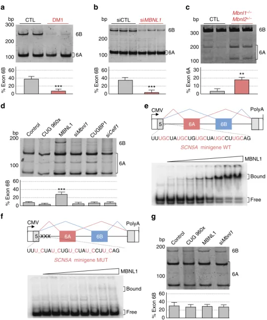 Figure 4 | MBNL1 regulates alternative splicing of SCN5A. (a) Upper panel, RT–PCR analysis of endogenous SCN5A mRNA from differentiated primary muscle cell cultures derived from biopsies of control or DM1 individuals