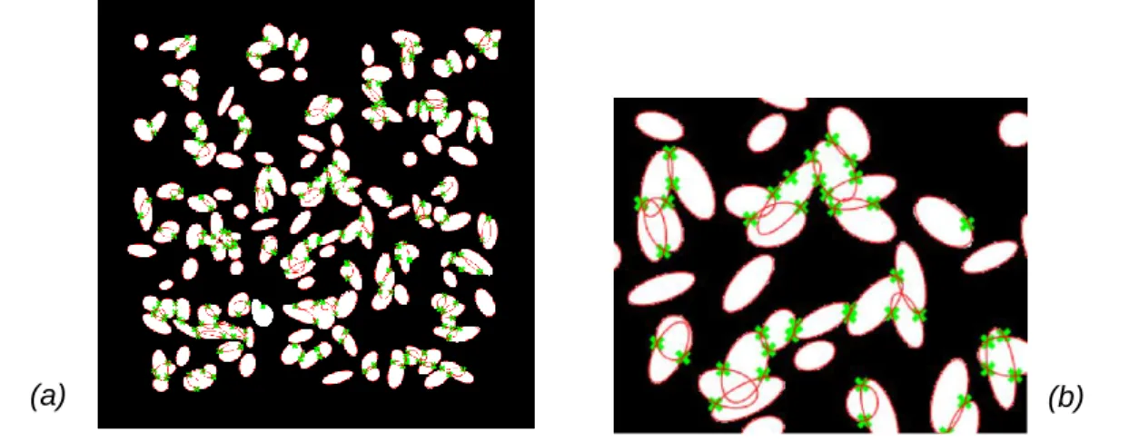 Figure 8 : Résultat de la méthode sur une image synthétique d’objets elliptiques : (a) image  synthétique avec les points de concavité (resp