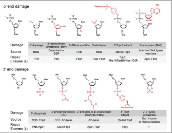 Figure  1 :  Variété  des  structures  chimiques  trouvées  aux  extrémités  de  cassures  simple-brin  (CSB)  ou double-brin (CDB) de l’ADN