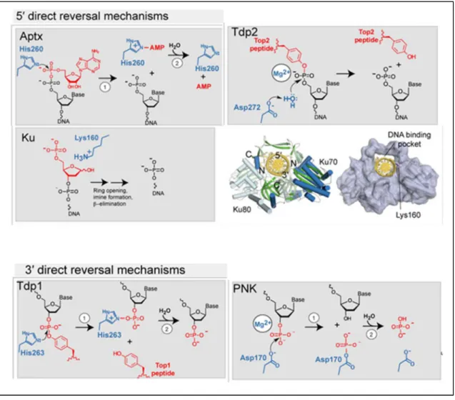 Figure 3 : Mécanismes enzymatiques directs de préparation des extrémités de CDBs en vue  de leur ligature