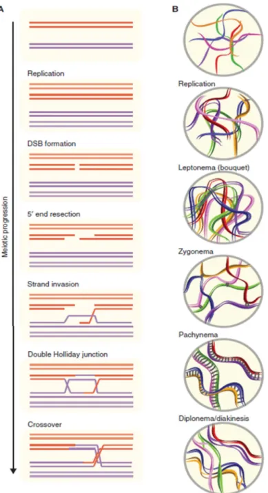 Figure  4 :  Cassures  double-brin  programmées  lors  de  la  recombinaison  méiotique