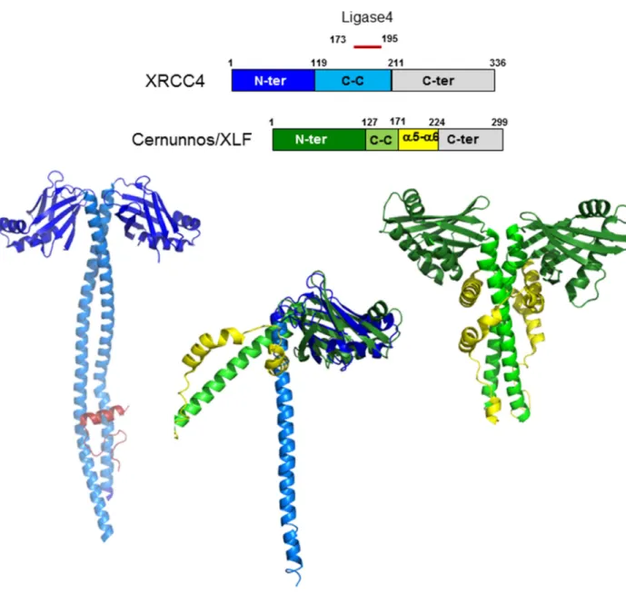 Figure 13 : XRCC4 et Cernunnos. (Haut) Représentation des domaines des protéines XRCC4 et  Cernunnos/XLF