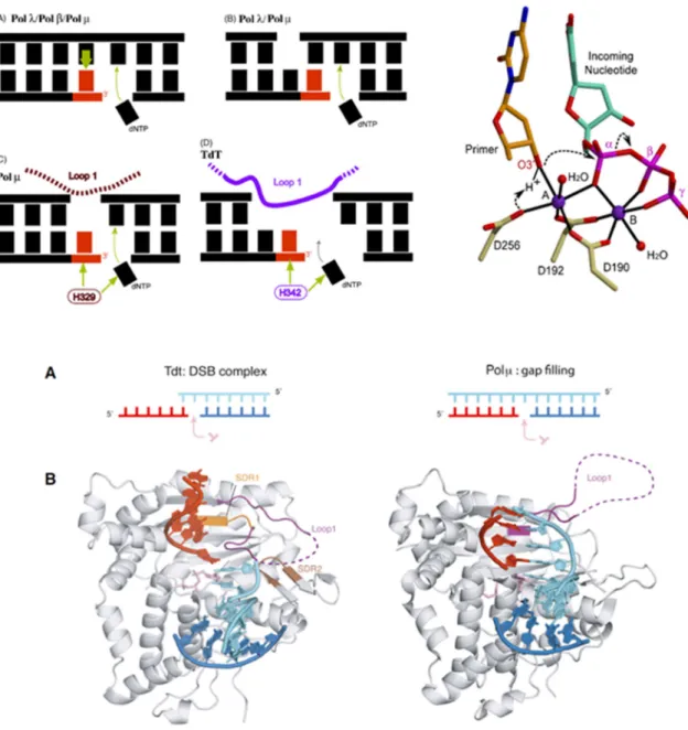 Figure  16 :  Les  Polymérases  X.  (Haut  à  gauche)  Représentation  schématique  des  substrats  préférentiels  des  différentes  polymérases  de  la  famille  X