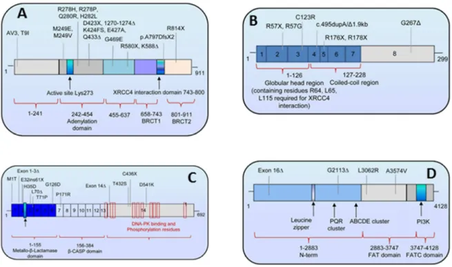 Figure  17  Localisation  des  mutations  identifiées  chez  des  patients  sur  les  protéines  du  NHEJ  respectivement sur (A) la ligase4, (B) Cernunnos/XLF, (C) Artemis et (D) DNA-PKcs