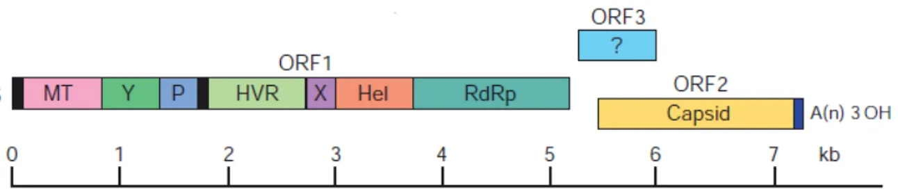 Figure    3    -­‐‑    Représentation    schématique    du    génome    du    virus    de    l'hépatite    E                                                                                                                      (adapté   de   Tam   et   al.,