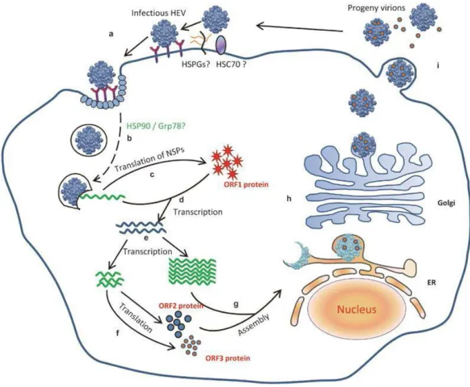 Figure   6   -­‐‑   Cycle   de   réplication   putatif   du   virus   de   l'hépatite   E   (Cao   et   Meng,   2012)   