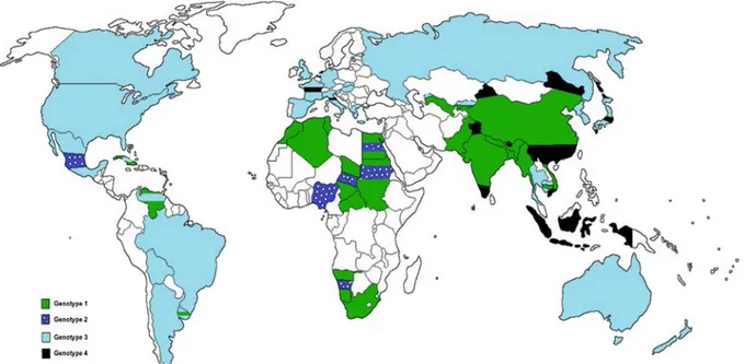 Figure   8   :   Répartition   des   génotypes   du   VHE   dans   le   monde   (Mirazo   et   al.,   2014)