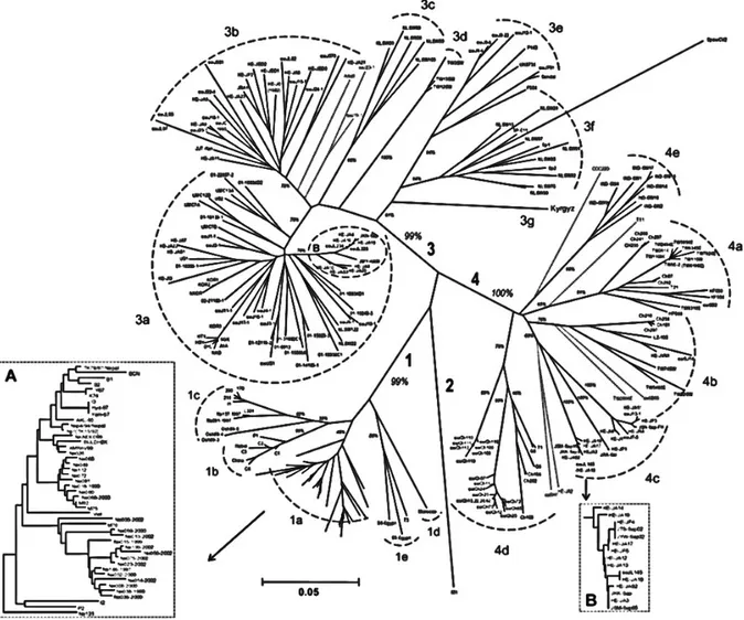 Figure   9   -­‐‑   Arbre   phylogénétique   représentant   les   24   sous-­‐‑types   établis   par   Lu   et   al