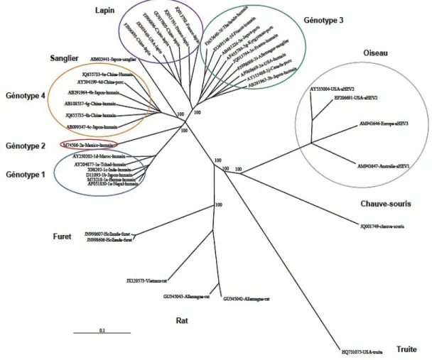 Figure    10    -­‐‑Arbre    Phylogénétique    de    la    famille    des    Hepeviridae    et    espèces    apparentées                         (L’Homme,   2013)                        20   