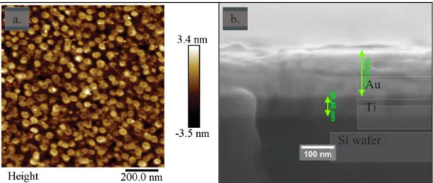 Figure 2.10: Au Si wafer Working electrode characterization: a) AFM image. b) SEM cros-section  of Pt Si wafer (WE) prior to EPD