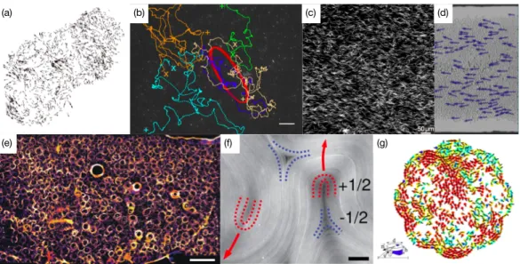 Figure 1.1 – Selection of active matter experiments. (a): Reconstruction of the 3 dimensional velocity field of a starling flock in [27]