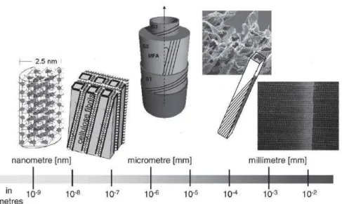 Fig 1.1.1: Hierarchical structure of wood. From left to right: the crystalline part of a cellulose micro- micro-fibril,  the  model  of  the  arrangement  of  cellulose  fibrils  in  a  matrix  of  hemicelluloses  and  lignin,  the  structure  of  the  cel