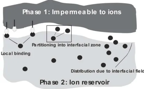 Fig  1.2.5:  Specific  ion  interactions  at  a  boundary  between  two  phases:  local  binding  at  available  interacting  sites,  partitioning  into  the  interfacial  zone,  inhomogeneous  ion  distribution  due  to  interfacial field effects (Leontid