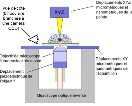 Figure 2.15: Présentation d’une coupe du banc de microscopie inversé. Schéma tiré de la thèse d’Ivan Berline [1].