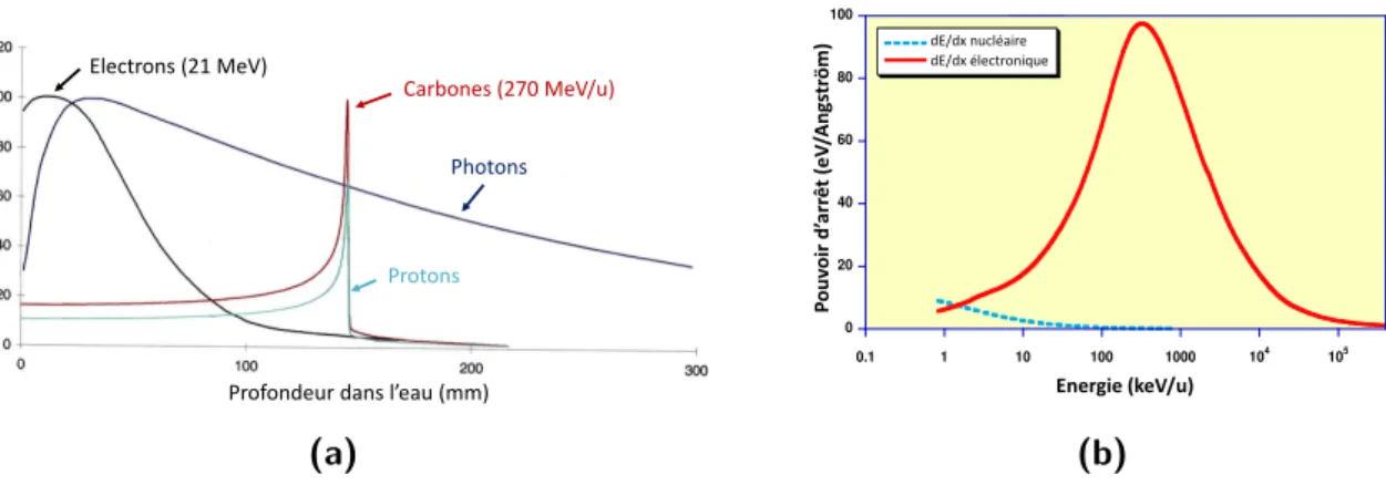 Figure 1.0.1 : (a) : Graphique [2] de la dose déposée par diﬀérents projectiles en fonction de la profondeur dans l’eau