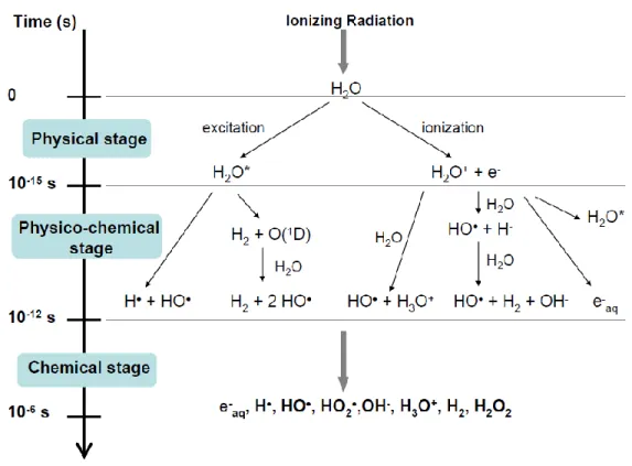 Figure 17 : Schéma réactionnel des espèces formées lors de la radiolyse de l’eau [109]