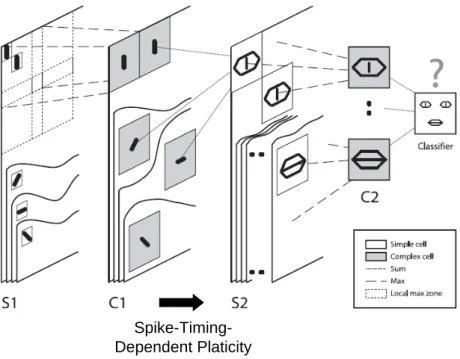 Figure 1.14 – Principe d’extraction non supervisée de caractéristiques visuelles avec STDP (Masquelier and Thorpe, 2007)