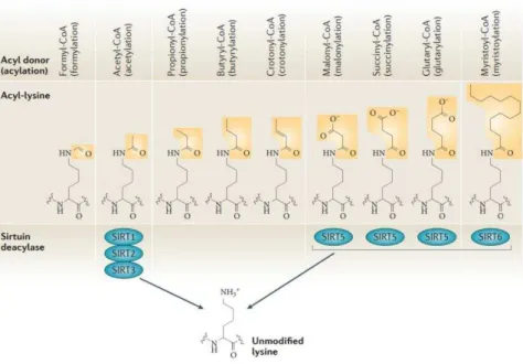 Figure 10 Structure des acylations qui sont présentes sur les lysines ainsi que leurs déacetylases